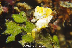 found in Lembeh; D200 by Thomas Lueken 